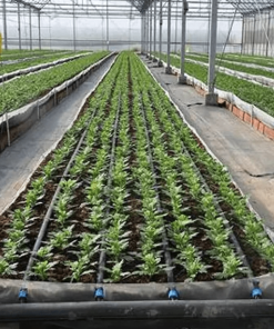 Ống nhỏ giọt phi 16