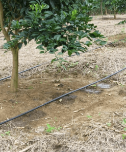 Ống nhỏ giọt phi 16
