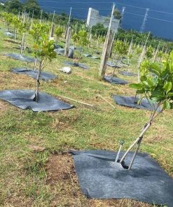 Bạt vuông chống cỏ, ngăn xói mòn đất thấm nước tốt