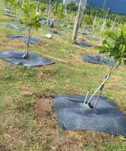 Bạt vuông chống cỏ, ngăn xói mòn đất thấm nước tốt